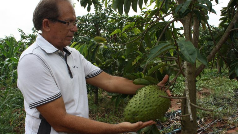 Cultivo do Pé de Graviola
