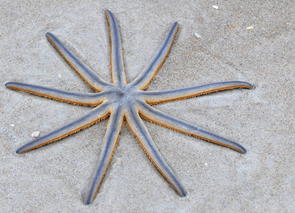 Estrela Do Mar 9 Pontas 