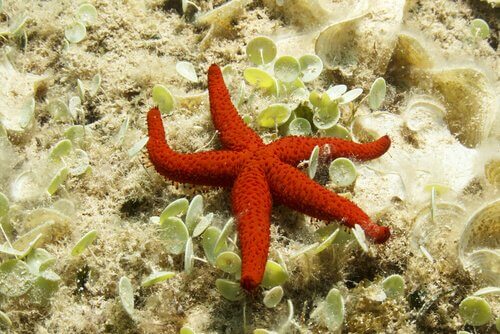 Habitat da Estrela do Mar: Onde Elas Vivem