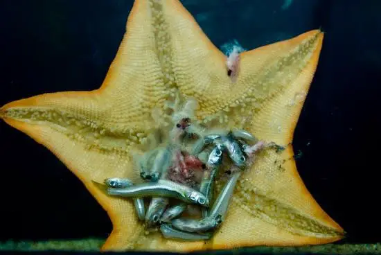 Estrela do Mar se Alimentando de Pequenos Peixes
