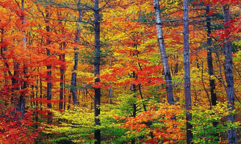 Floresta Temperada