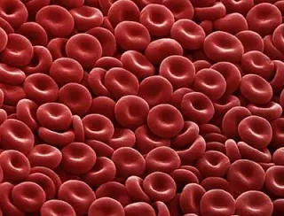 Formação De Glóbulos Vermelhos