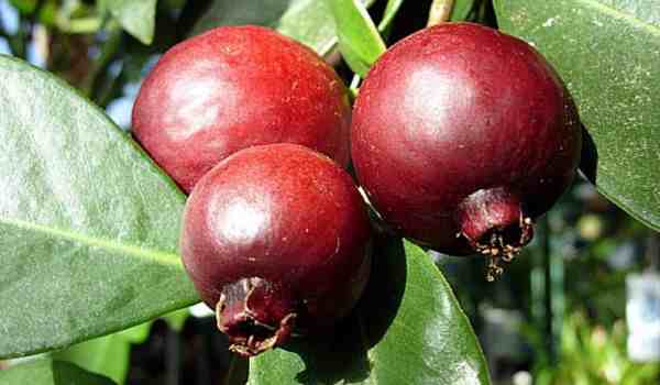 Fruto do Araça Vermelho