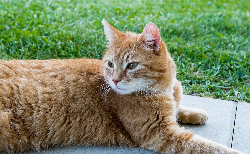 Gato Doméstico