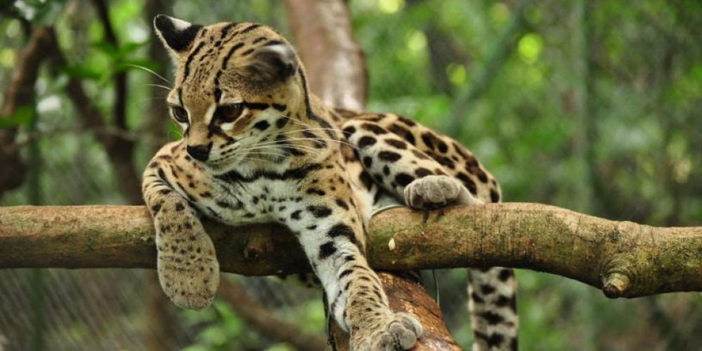 Gato Maracajá Em Cima de Uma Árvore