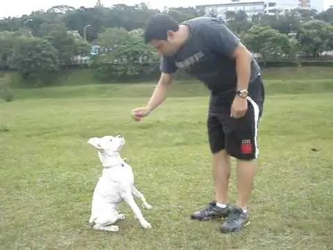 Homem Adestrando Cachorro Boxer Branco