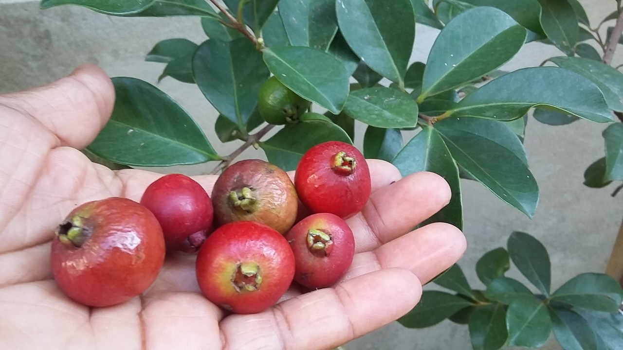 Homem Com Fruto do Araça Vermelho na Mão