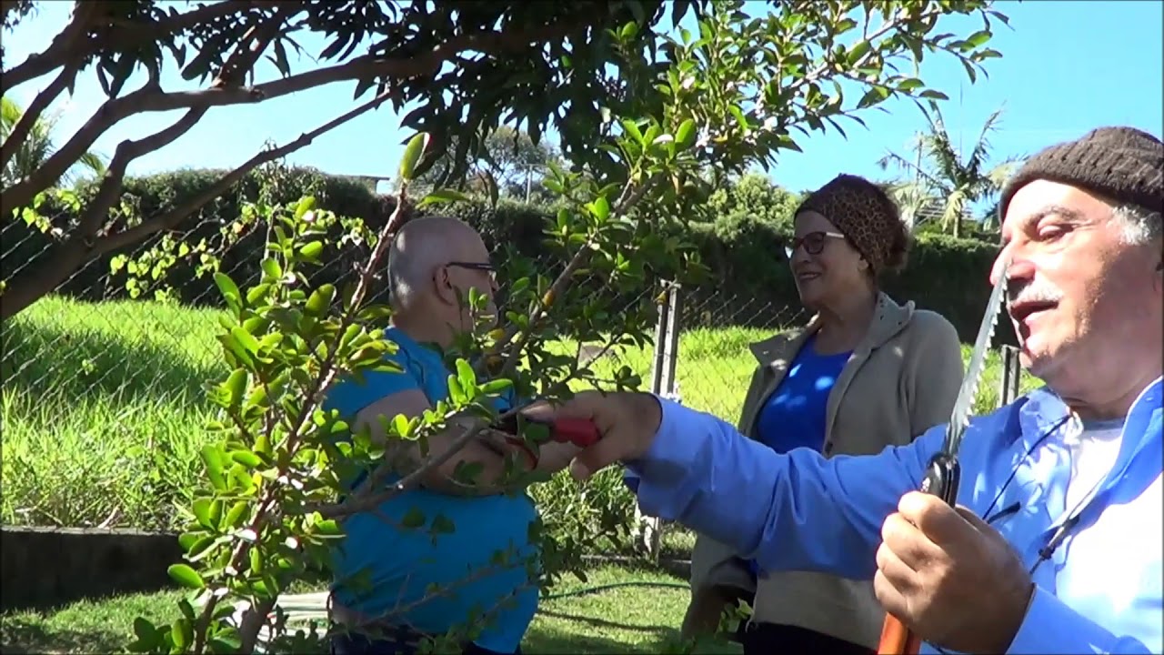 Homem Podando Pé de Acerola