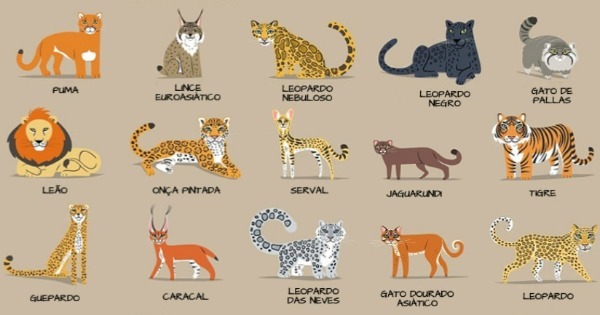 Imagem Ilustrativa Com os Felidae