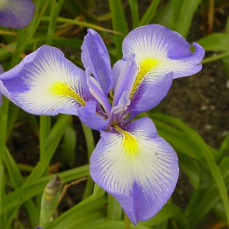 Iris