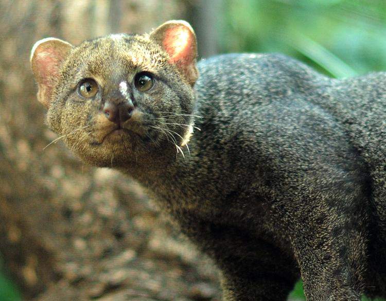 Jaguarundi