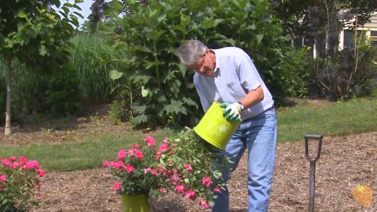 Jardineiro Cuidando Rosas Arbustivas 