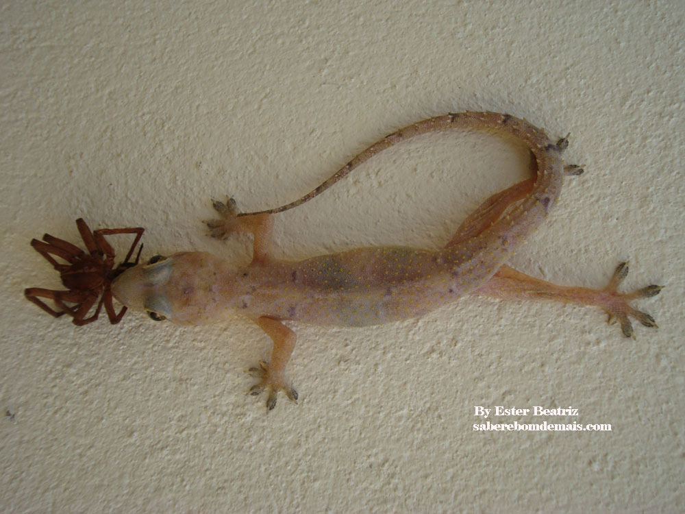 Lagartixa Comendo Aranha 