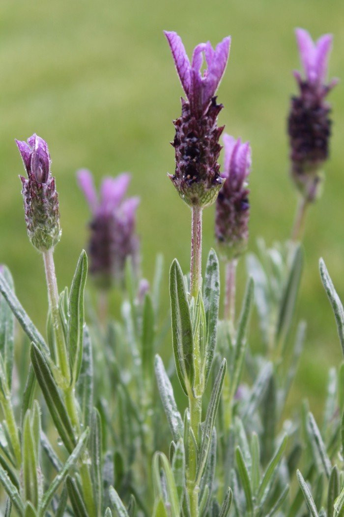 Lavanda