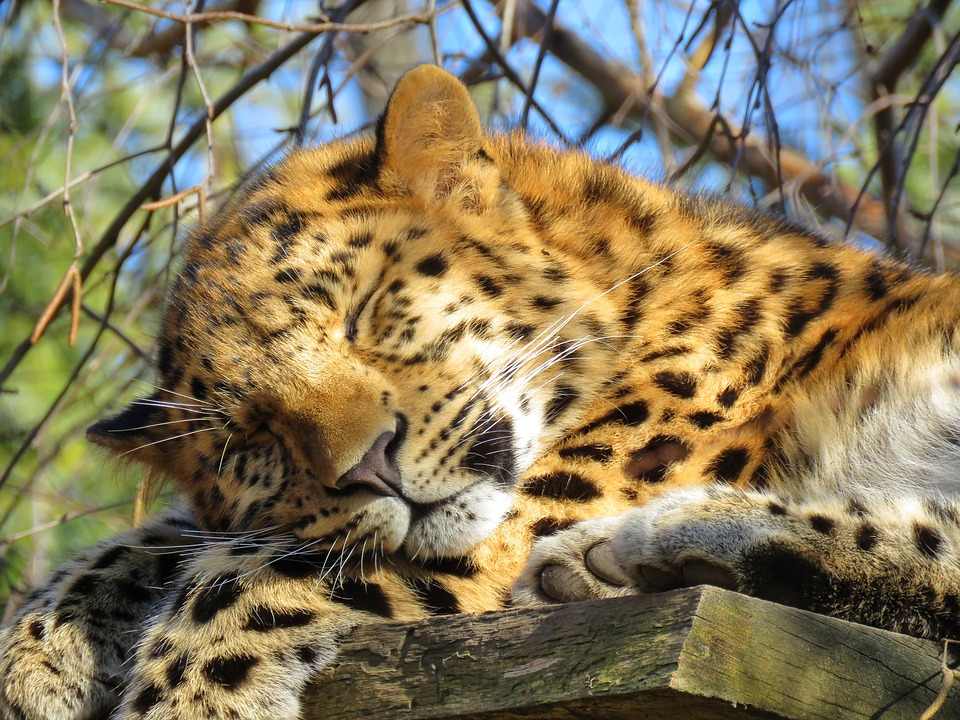 Leopardo Asiático