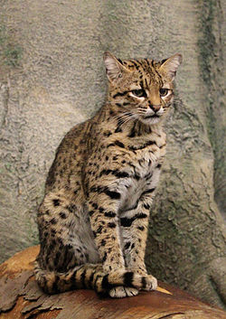 Leopardus Geoffroyi