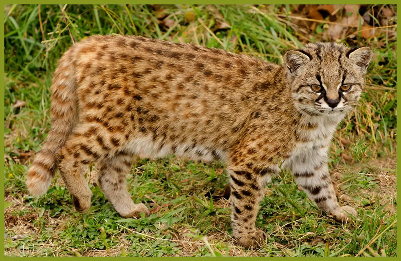 Leopardus Guigna