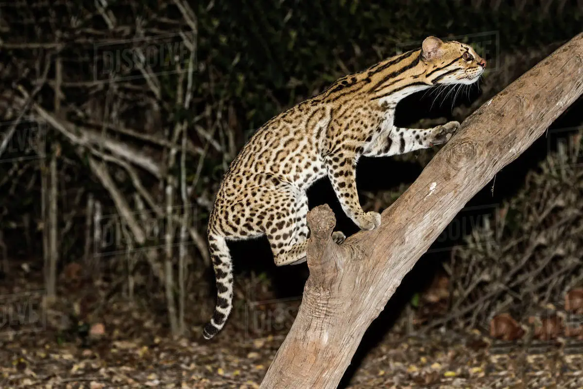 Leopardus Pardalis