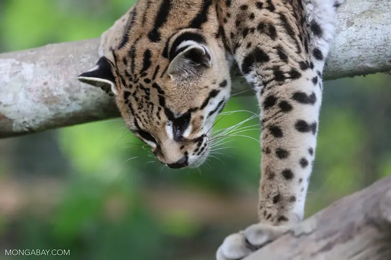 Leopardus Wiedii