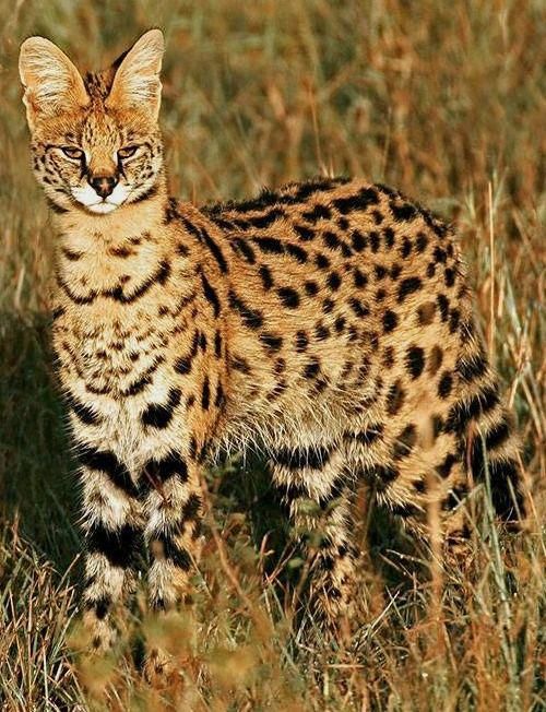 Leptailurus Serval