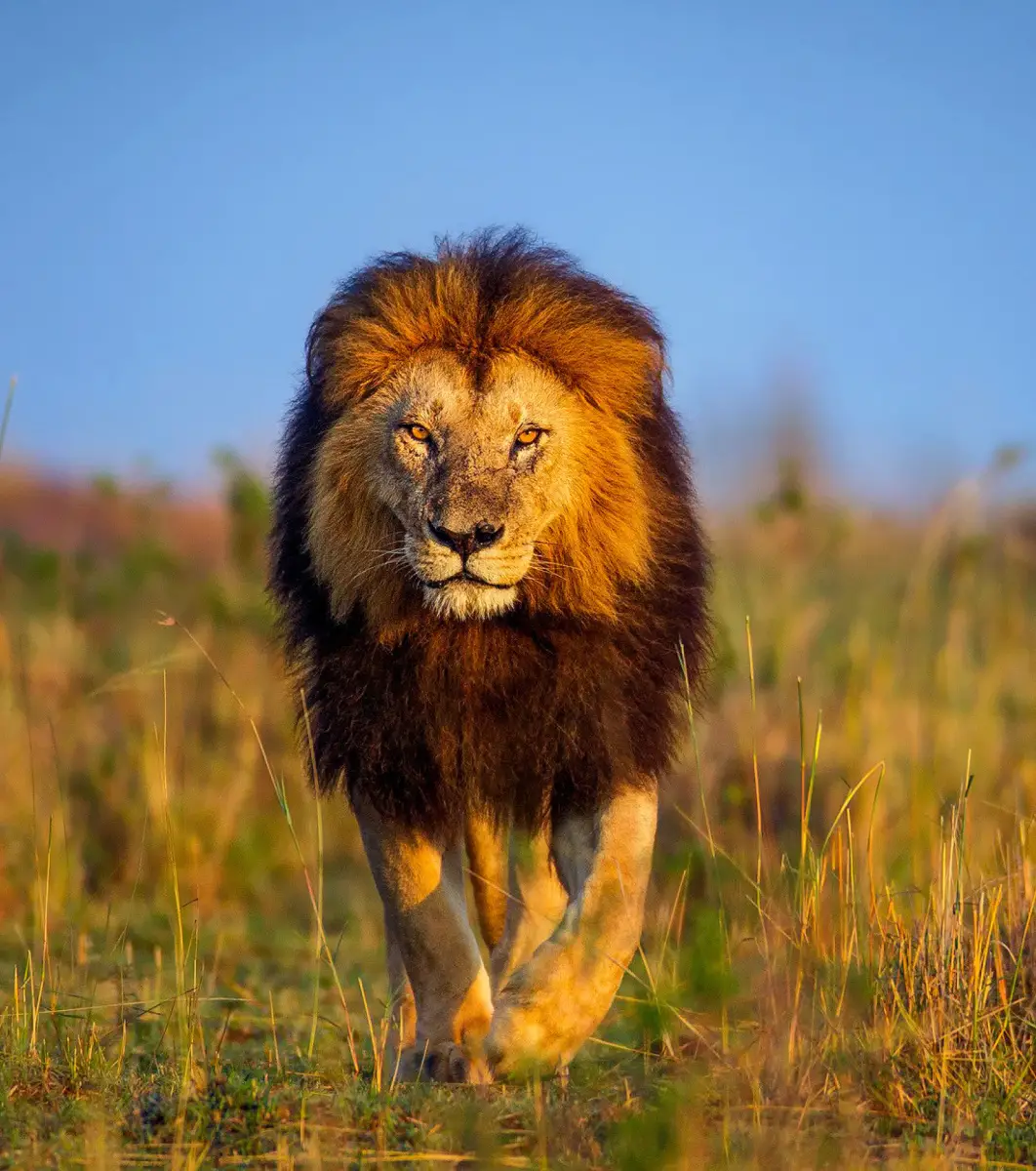 Leão Andando na Savana 