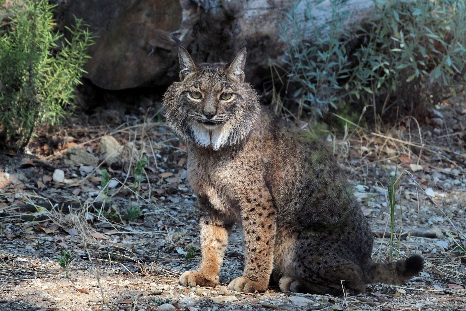 Lince Ibérico