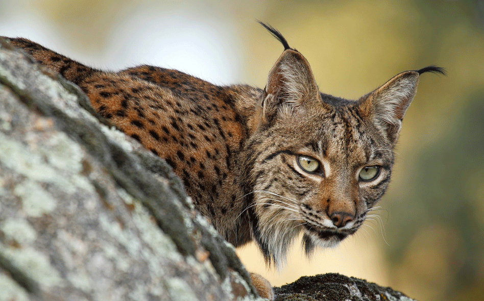 Lince Lince