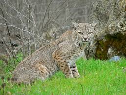 Lince Rufus