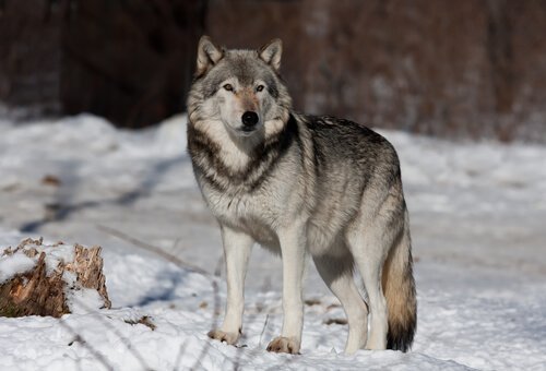 Lobo Cinzento