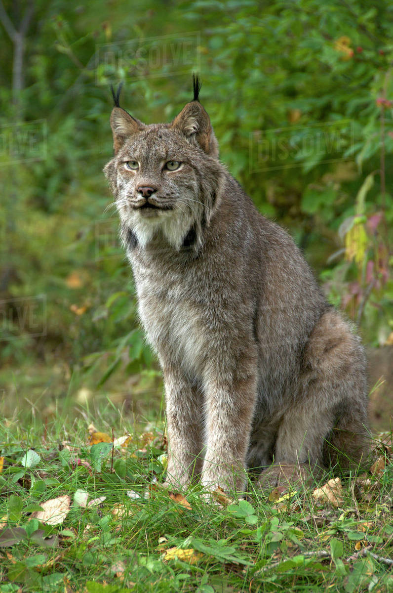 Lynx Canadensis