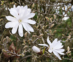 Magnollia Stellata: Características, Nome Científico e Fotos