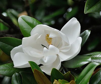 Magnólia-Branca, Também Conhecida Como Magnolia Grandiflora