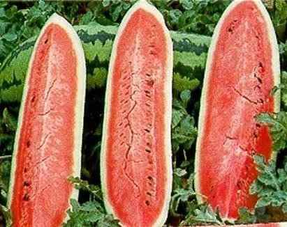 Melancia do Congo Fatiada
