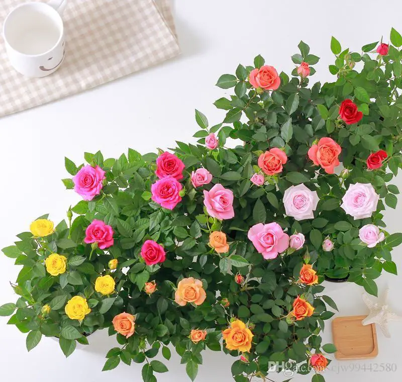 Como Cultivar Mini Rosas em Vasos | Mundo Ecologia