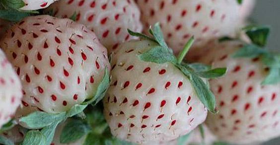 Morango Branco