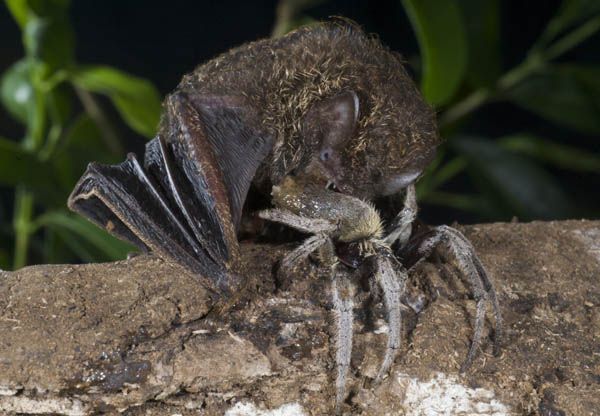 Morcegos Comendo Uma Aranha 