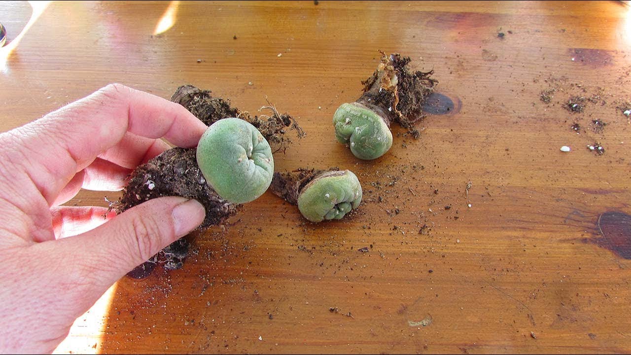 Muda de Peyote Cactus