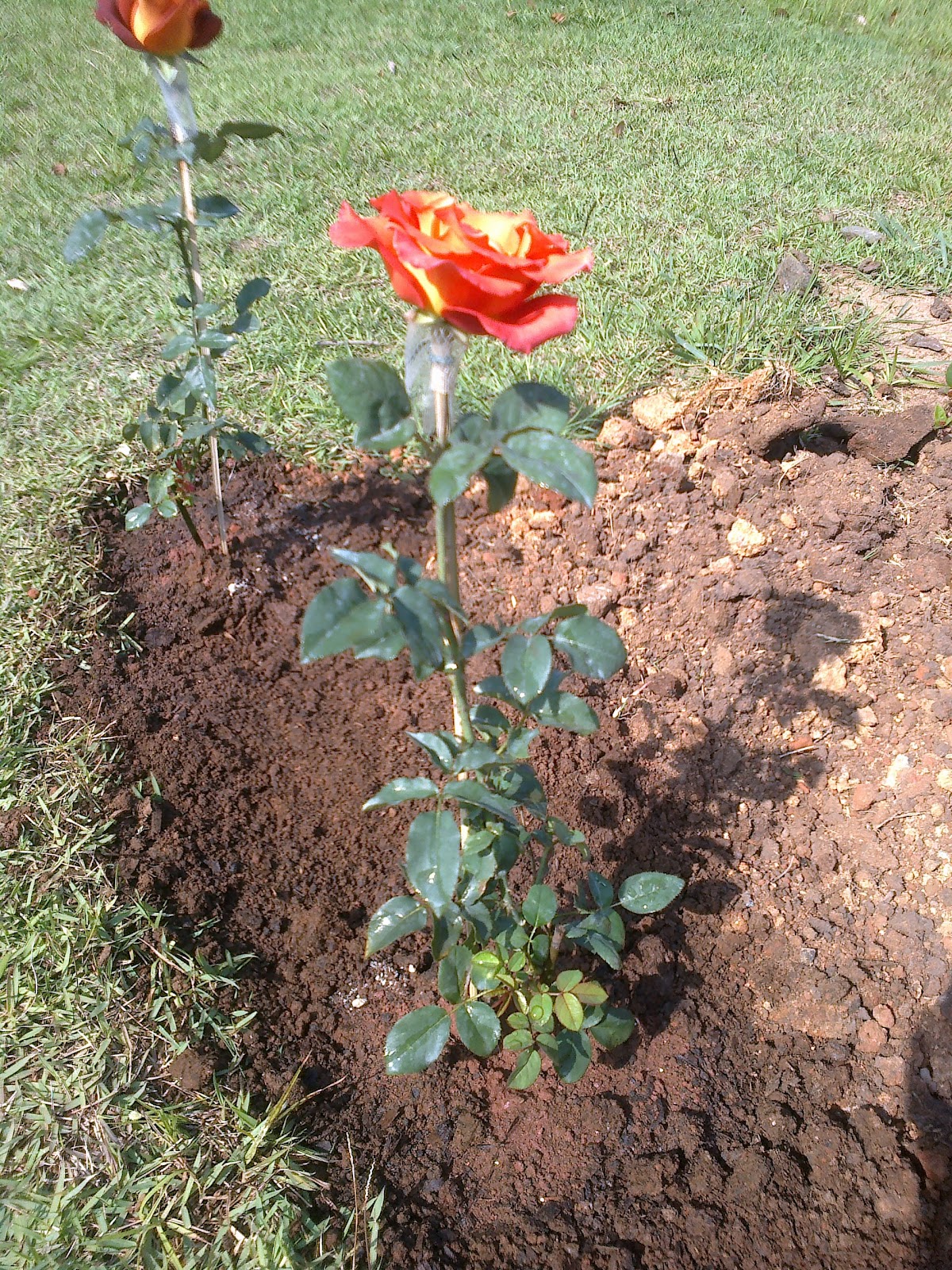 Qual A Melhor Epoca Para Fazer Mudas De Rosas Mundo Ecologia