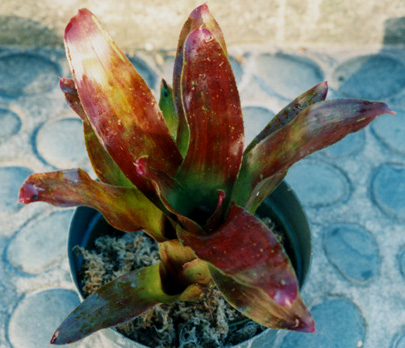 Neoregelia - Apricot Beauty