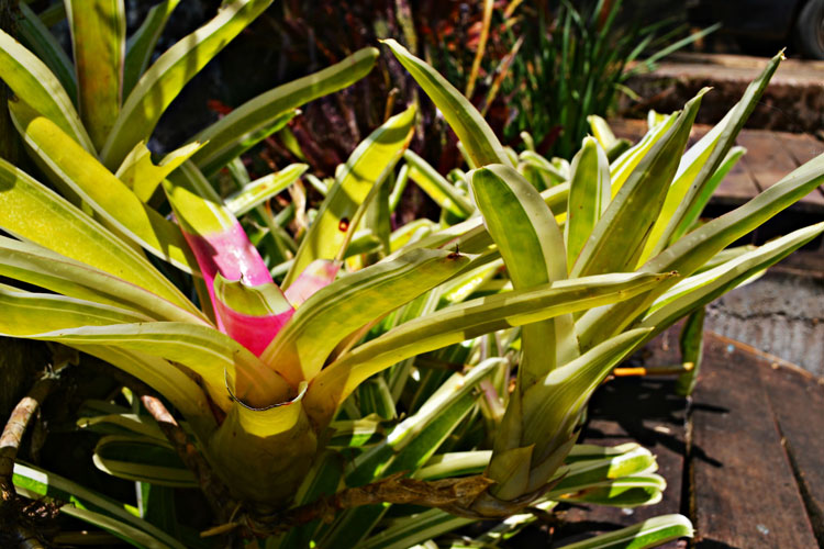 Neoregelia Bossa Nova