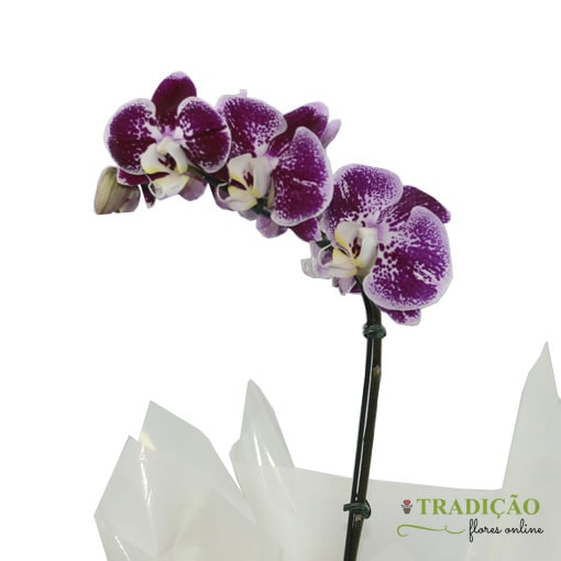 Significado das Orquídeas Branca, Roxa e Azul: Simbologia | Mundo Ecologia