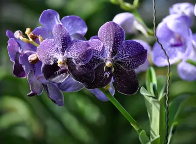 Significado das Orquídeas Branca, Roxa e Azul: Simbologia | Mundo Ecologia
