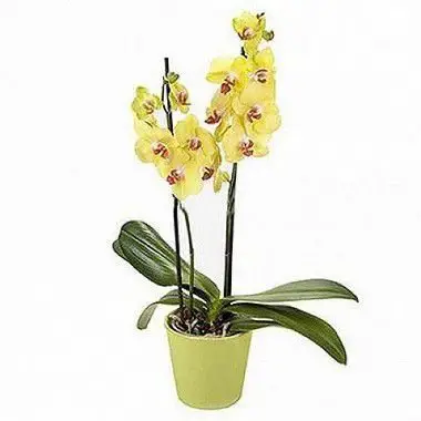 Orquídea Amarela no Vaso 