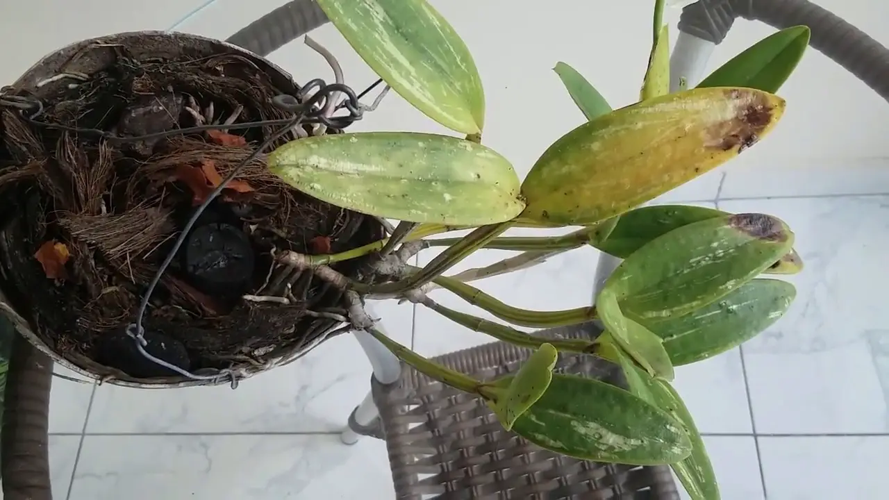 Orquídea Com Bulbo Preto
