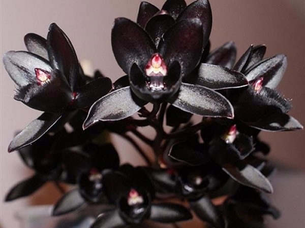 Orquídea Negra