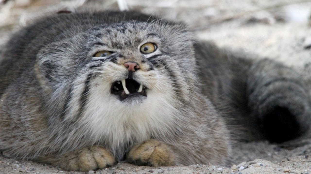 Otocolobus Manul