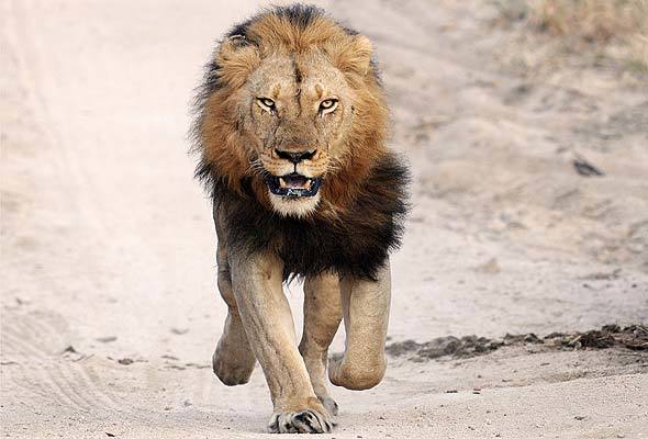 Panthera Lion