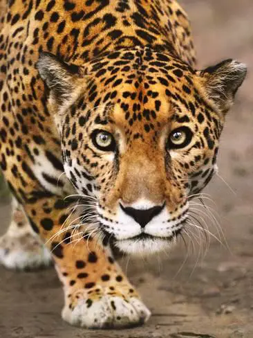 Panthera Onca