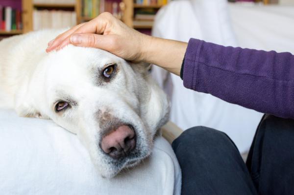 Remédio Caseiro Para Acalmar Cachorro: Como Fazer?