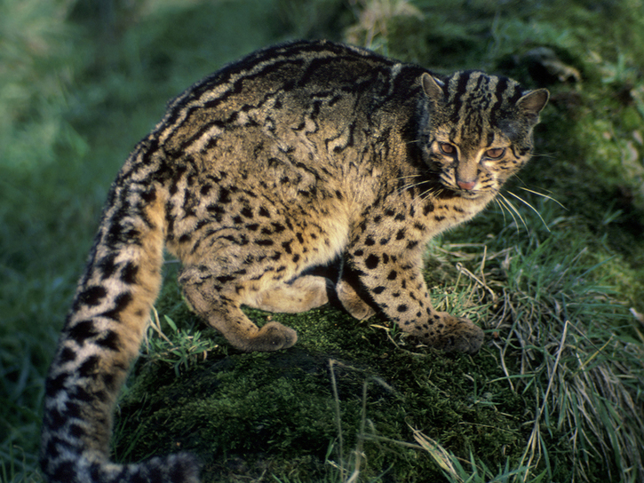 Pardofelis Marmorata